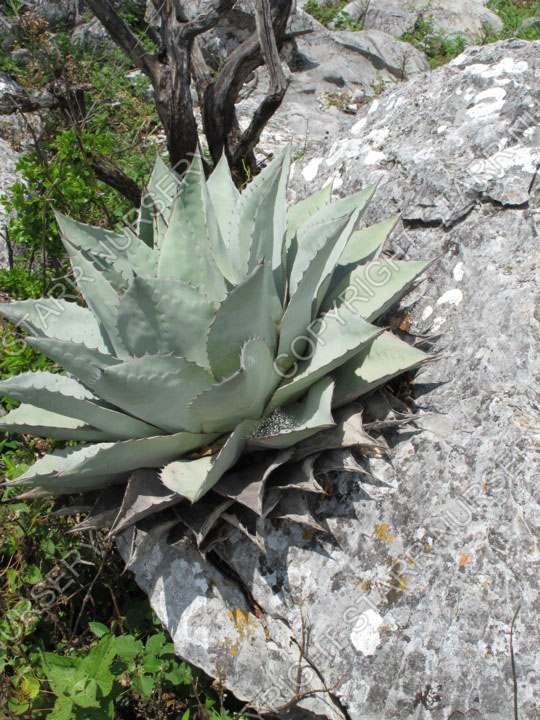 A young plant hanging out on the limestone.