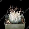 Astrophytum capricorne var. niveum - 3-inch pot - Image 2