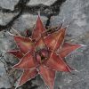 Agave convallis - Image 2