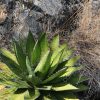Agave convallis - Image 3