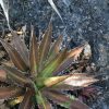 Agave convallis - Image 4