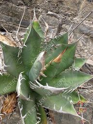 Agave oteroi - a new species from Puebla/Oaxaca - Starr Nursery 