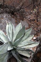 Agave oteroi - a new species from Puebla/Oaxaca - Starr Nursery 