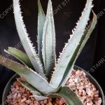 Agave megalodonta - 6-inch