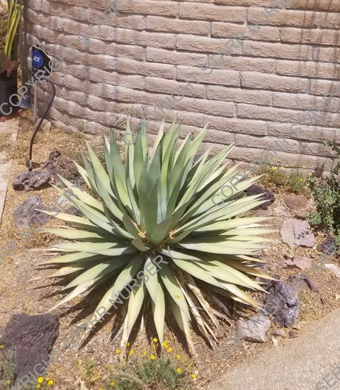 Agave 'Burnt Burgundy' - 3-inch pot - Image 2