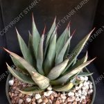 Agave 'Burnt Burgundy' - 3-inch pot