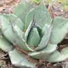 Agave applanata - Image 2