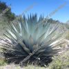 Agave applanata - Image 3