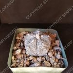 Astrophytum coahuilense x A. asterias