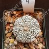 Astrophytum hybrid  #4 Unique individual - 3-inch - Image 2