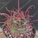 Ferocactus gracilis