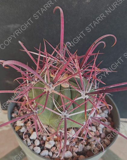 Ferocactus gracilis