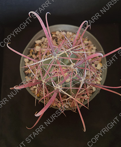 Ferocactus gracilis - Image 3