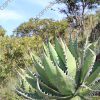 Agave megalodonta - 6-inch - Image 2