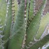 Agave megalodonta - 6-inch - Image 3