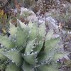 Agave megalodonta - 6-inch - Image 4