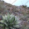 Agave megalodonta - 6-inch - Image 5