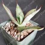 Agave bovicornuta - 7 inch