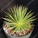 Agave stricta - 6 inch