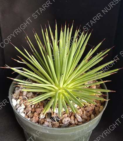 Agave stricta - 6 inch
