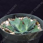 Agave applanata