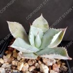 Agave isthmensis - Inland Oaxaca form - 3-inch pots