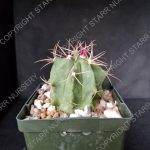 Ferocactus haematacanthus - 6-inch pot