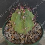 Ferocactus haematacanthus - 6-inch pot