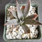 xMangave 'Bloodspot' - 3-inch pot