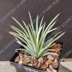 Agave stricta - 3-inch
