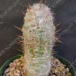 Oreocereus celsianus