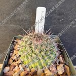 Mammillaria lindsayi - 3-inch pots