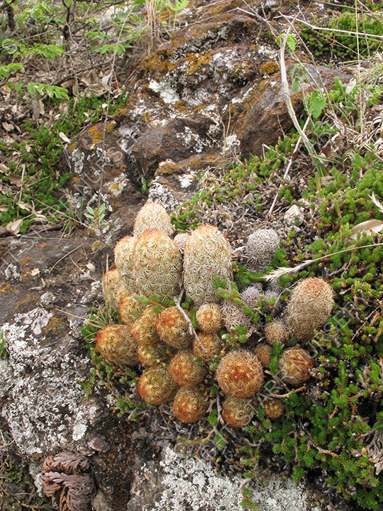 IMG_0038-05142014-Toliman-Canyon-Mammillaria-elongata_w