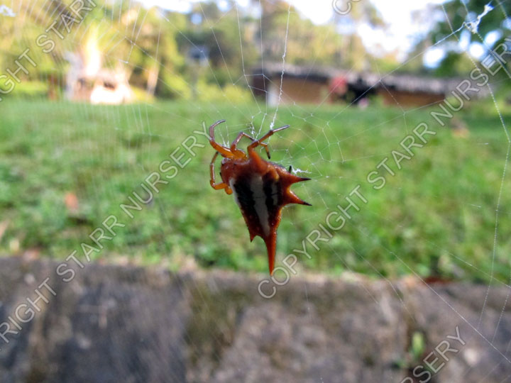 Orange and white thorn spider. Gasteracantha versicolor