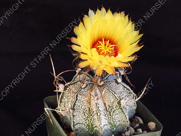 Astrophytum capricorne var. niveum - 3-inch pot