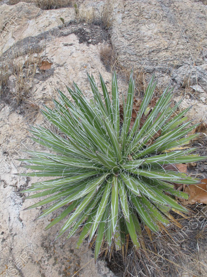 A nice plant growing in the rock north of Guadalajara in Jalisco, Mexico.