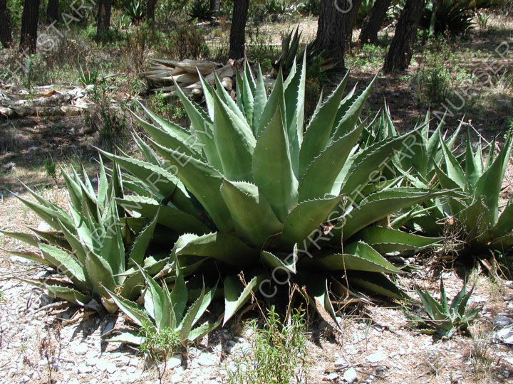 SEEDS Jaws Hardy century agave AGAVE Gentryi 15 