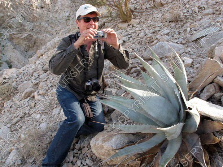 Peter found a beautiful example of Agave turneri.